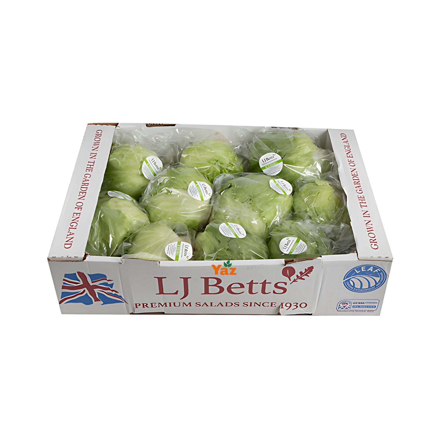 Iceberg Lettuce Fresh Approximately 10-12 Pieces