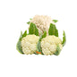Cauliflower Fresh Approximately  6-8 Pieces in a Crate